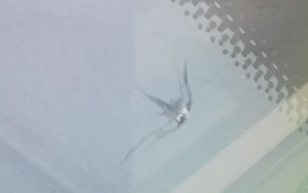 网上炒股开户 车主理赔换玻璃不让去4S店、不给换原厂？平安车险：正对接处理